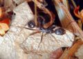 Aphaenogaster spinosa